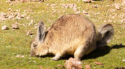 A large rodent called a Viscacha